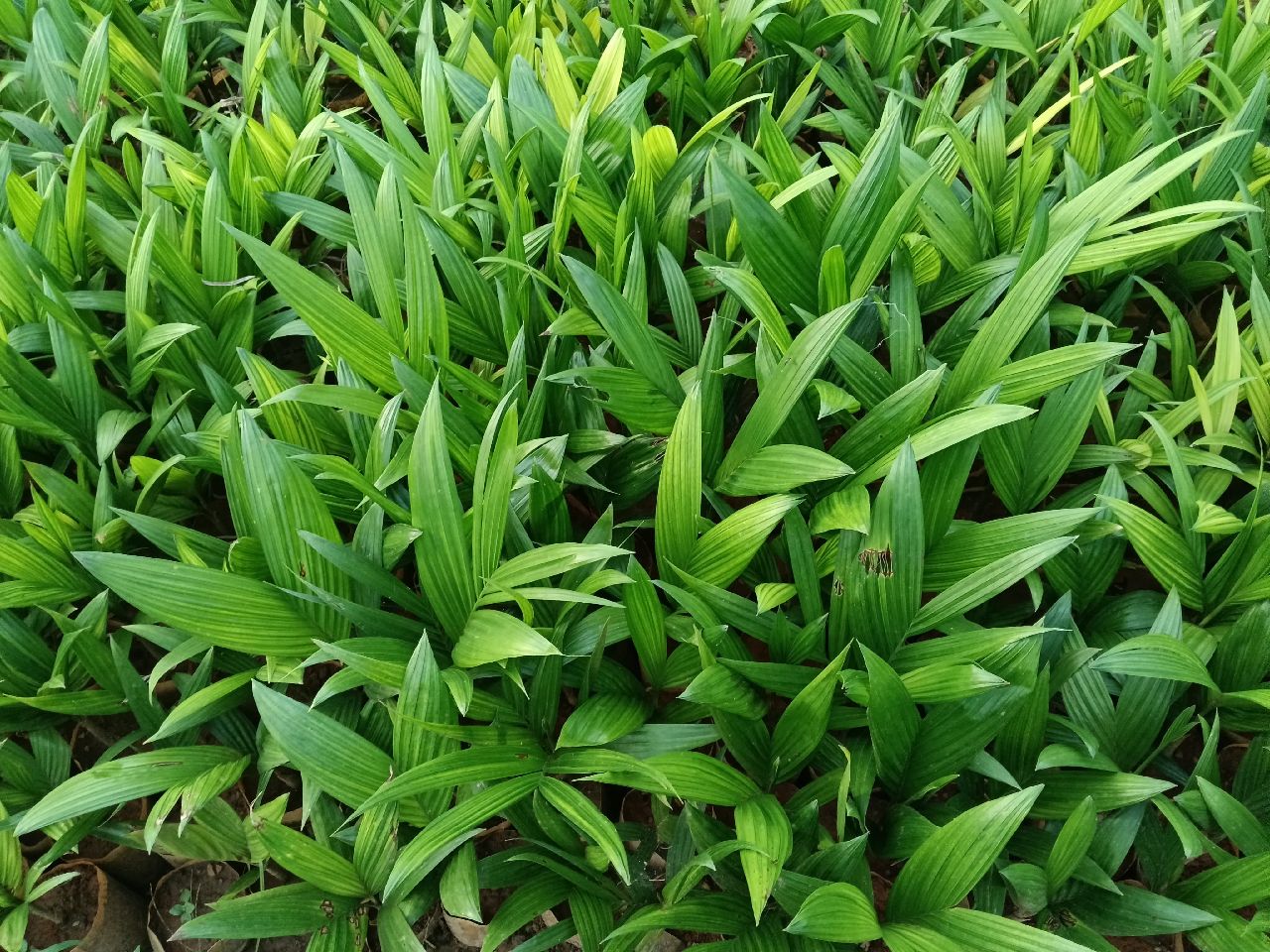 Agriculture Services image 2