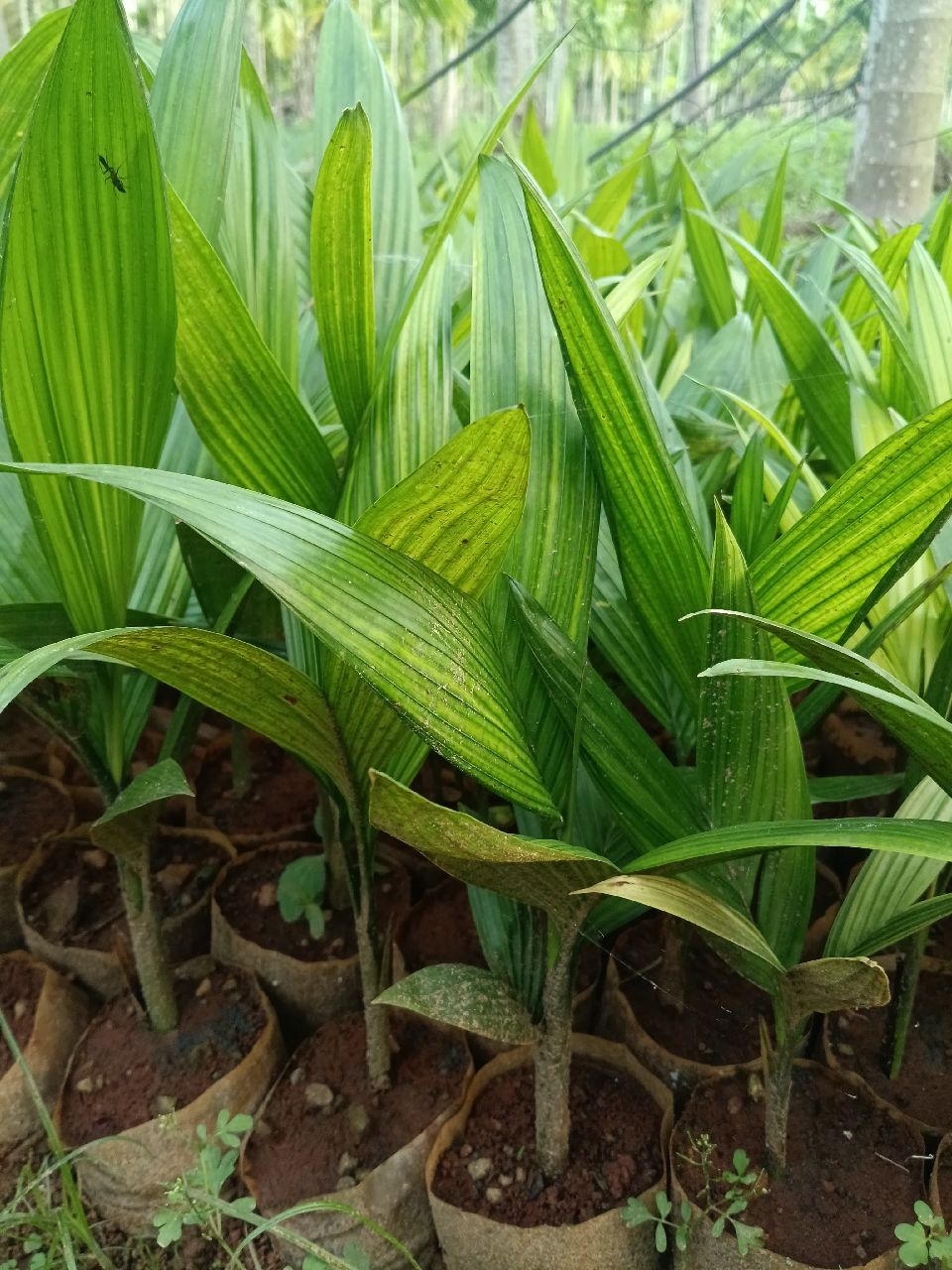 Agriculture Services image 4